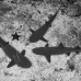 shark_whitetip_reef_alc_ci_h_0137_cos1426_bw.jpg